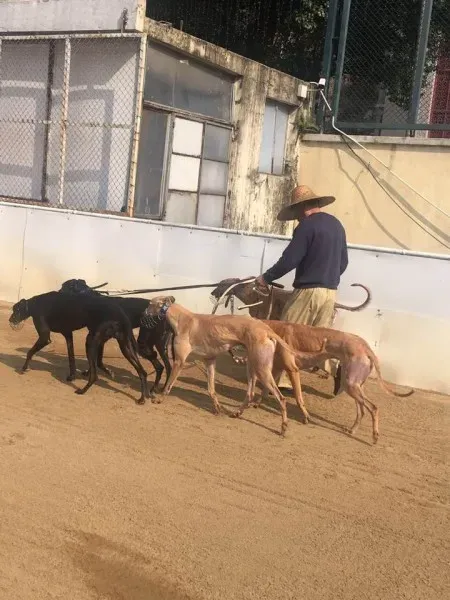 16729153 1041276436007052 8157299563790371505 n