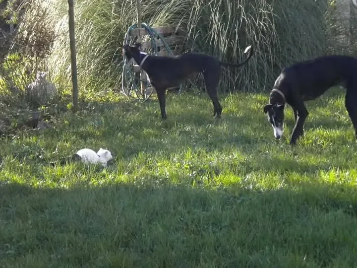 16729212 1276324512451401 4010666466222893617 n