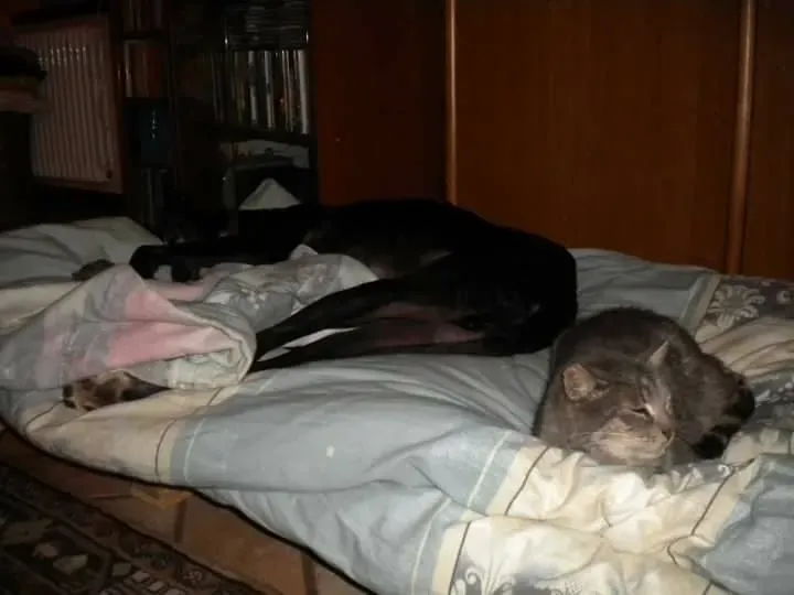 16730353 1276324469118072 8629475108245519909 n