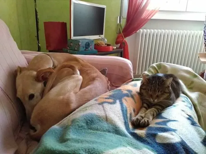 16806954 1276324635784722 5993802383289730579 n