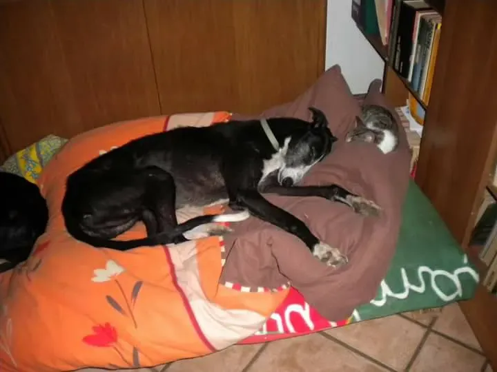 16806958 1276324412451411 6738613051616963868 n