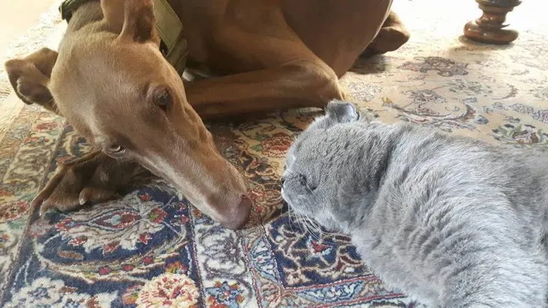 16807202 1278262872257565 7564754880267506313 n