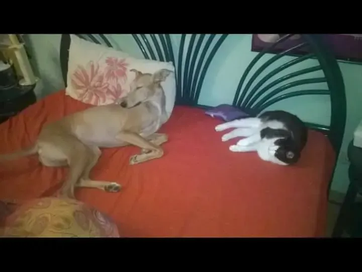 16807470 1276324525784733 4711152607754730021 n