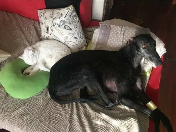 16830918 1276324522451400 8115006326284896643 n