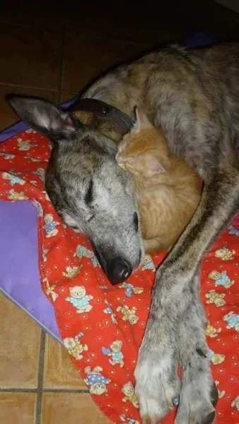 16831111 1276324679118051 4140061715341469720 n