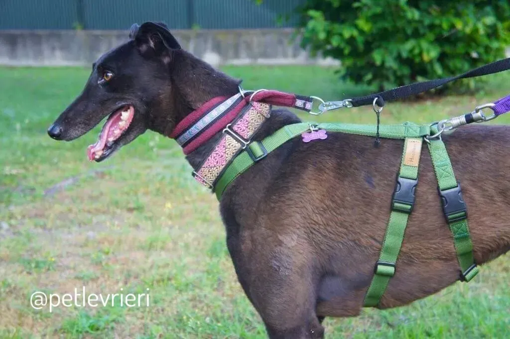 16  Rosie petlevrieri mercatodellacarne cina macao onlus