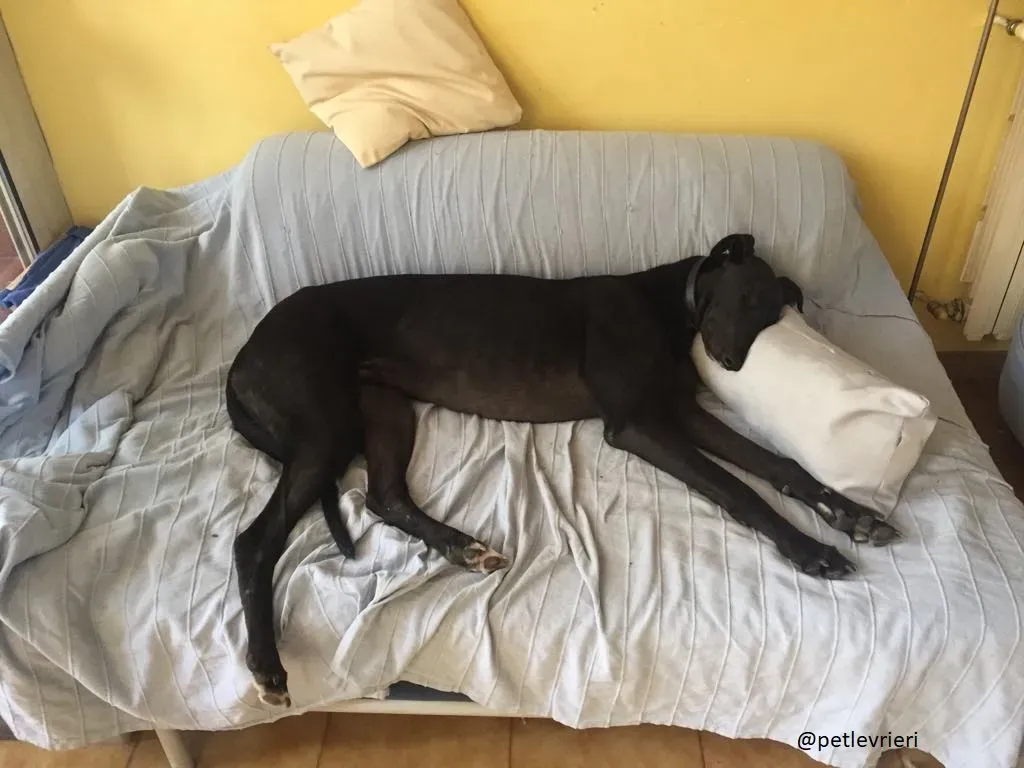 16 Doodle Greyhound rescue petlevrieri petlevrierionlus foster progettofoster