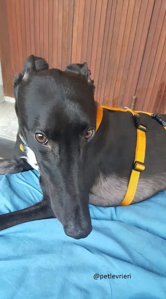 16 Jerry Greyhound rescue petlevrieri petlevrierionlus foster progettofoster