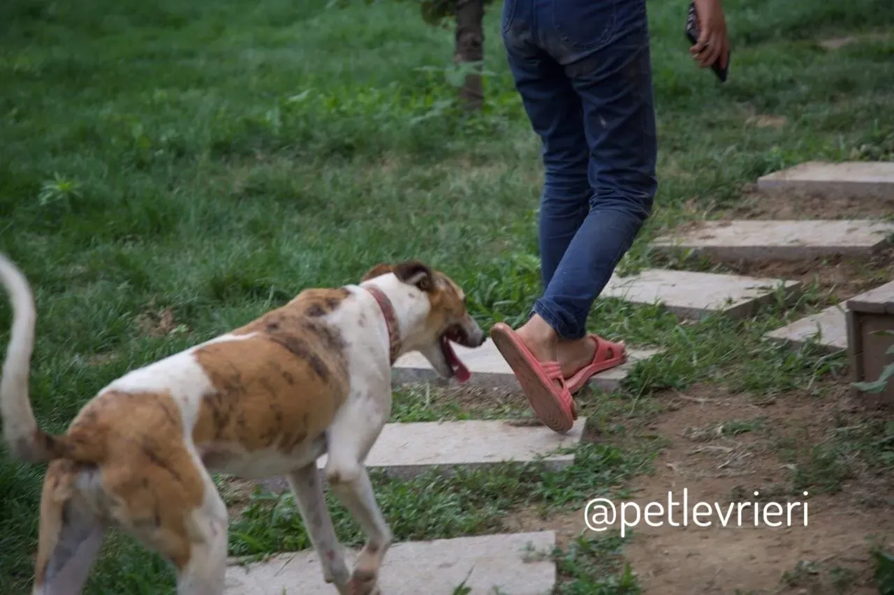 16 Sam whippet petlevrieri petlevrierionlus salvatomercatodellacarne cina maco.JPG