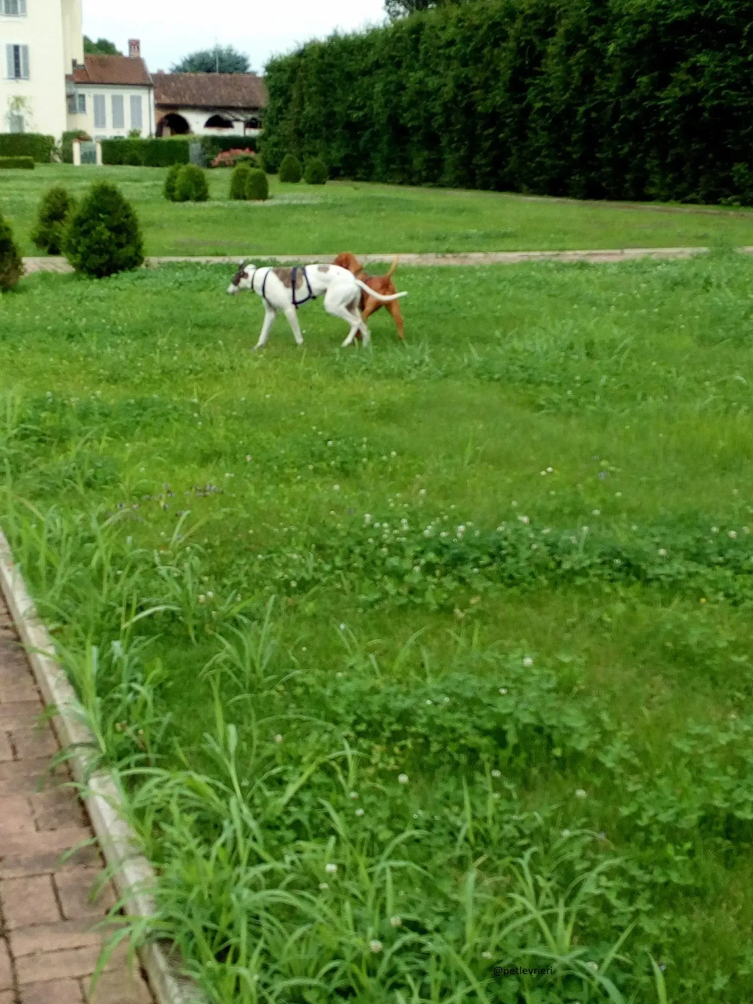 16 Spark Greyhound rescue petlevrieri petlevrierionlus foster progettofoster