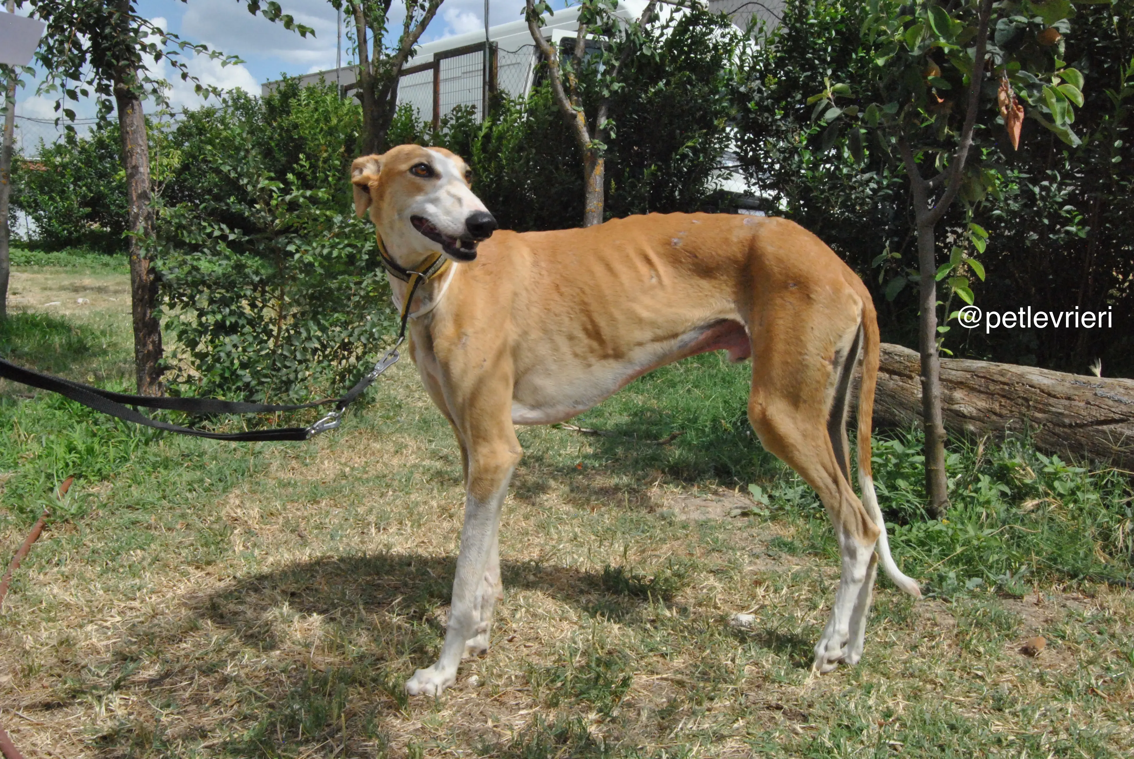 16 bisky adozione levrieri galgo