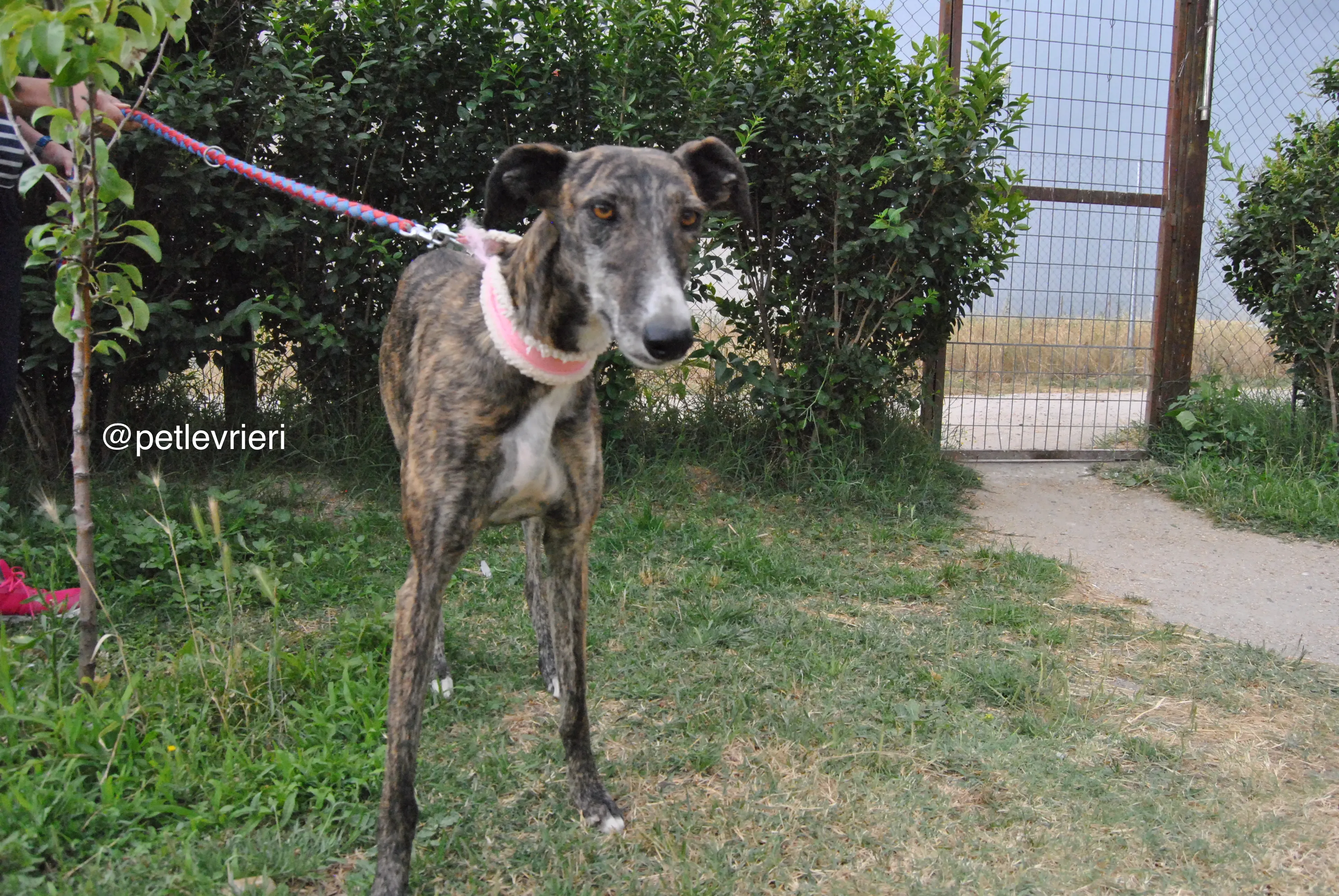 16 brandy adozione levrieri galgo