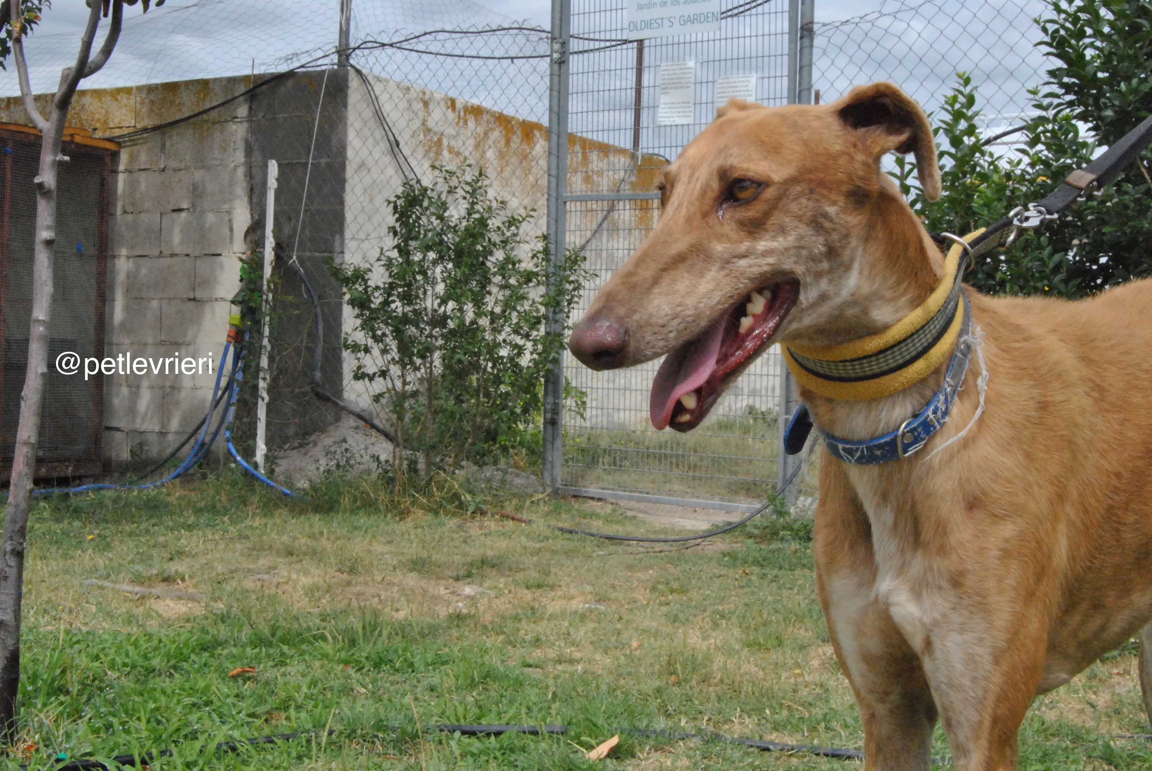 16 dali adozione levrieri galgo