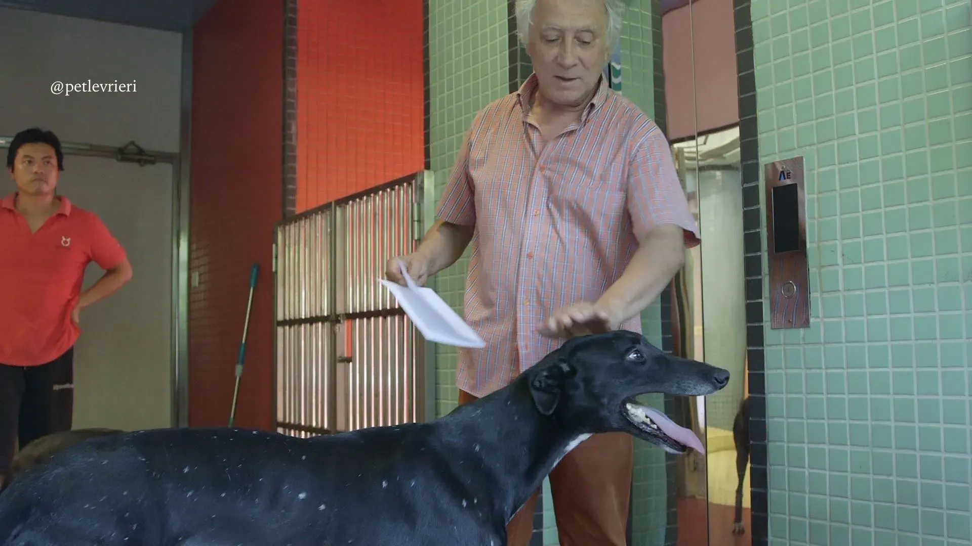 16 high mantenace adozione greyhound macao