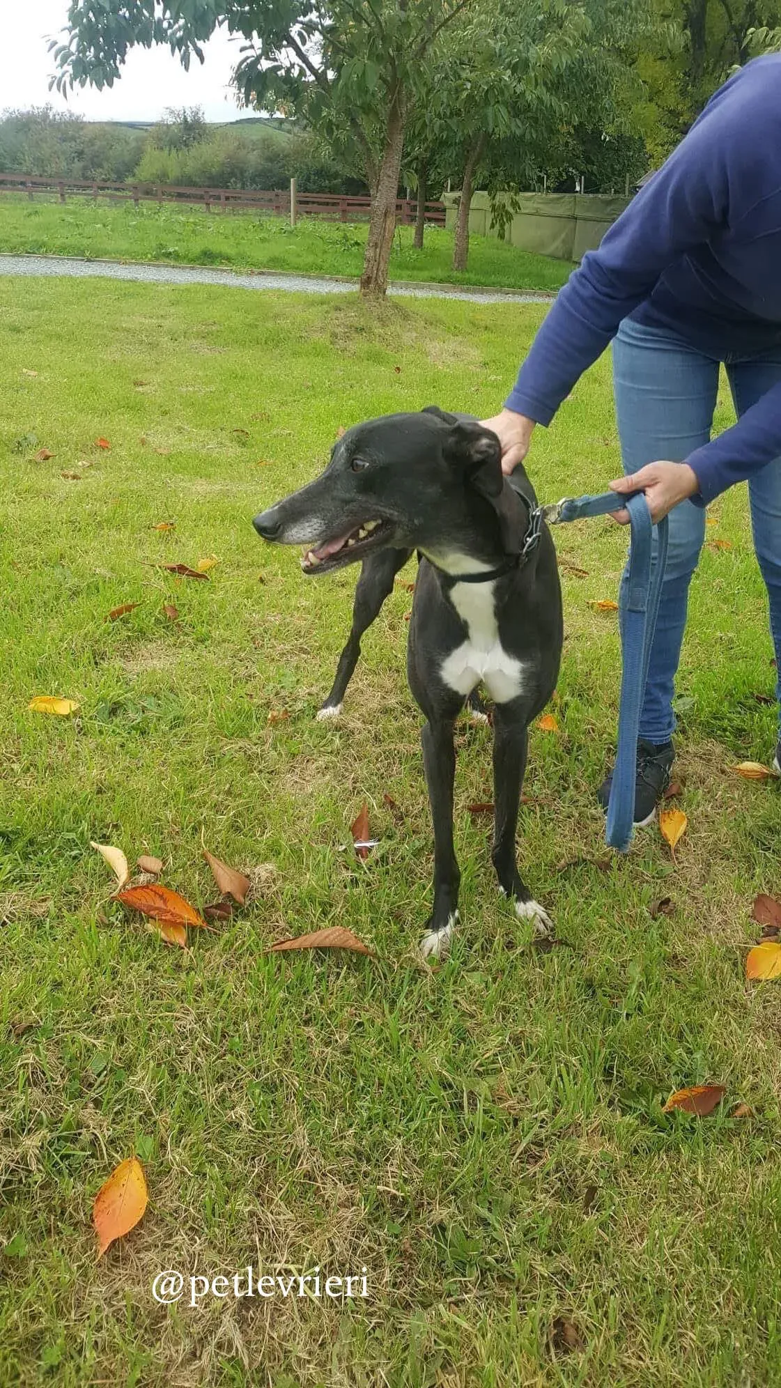 16 hilary adozione levrieri greyhound