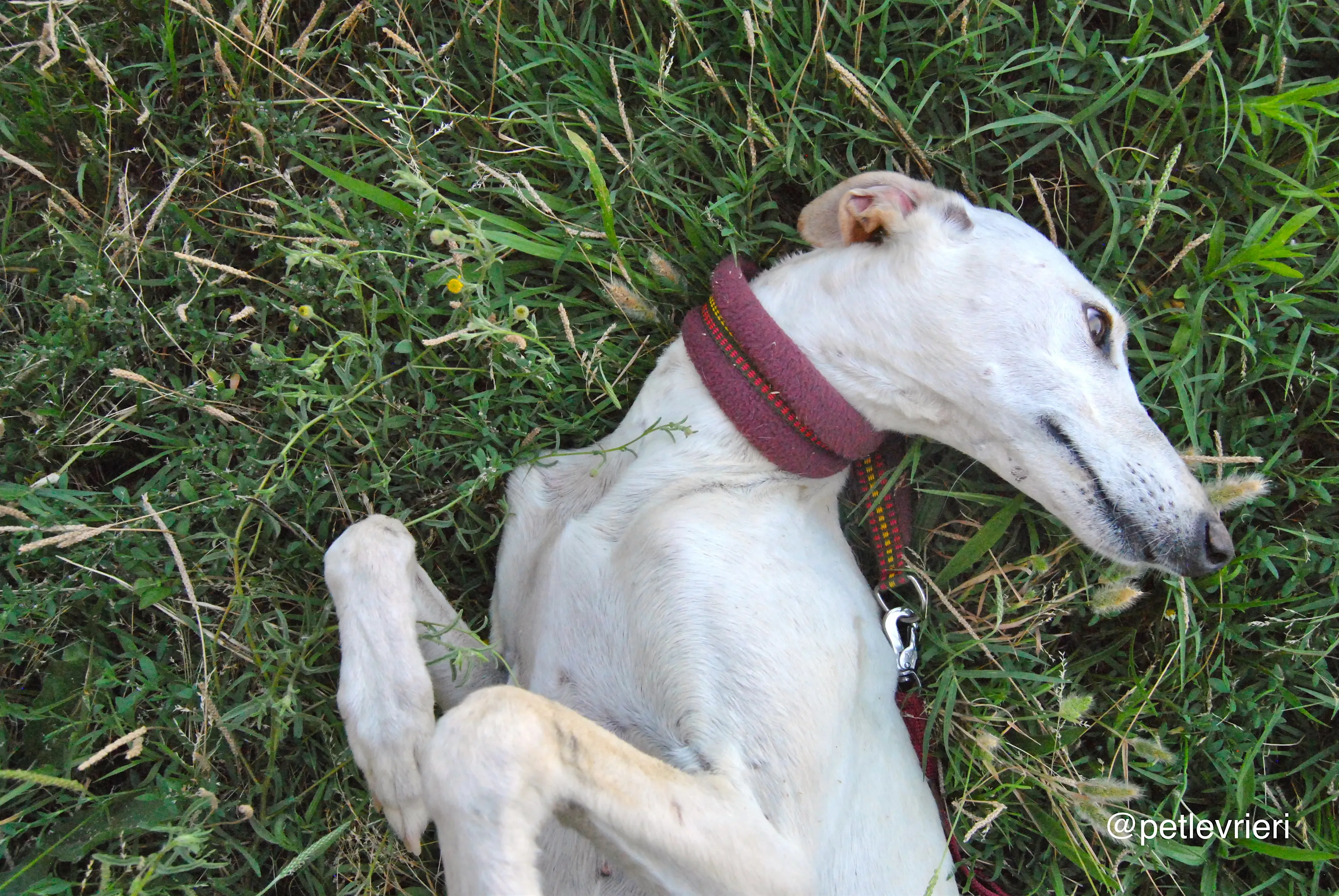 16 laila adozione levrieri galgo