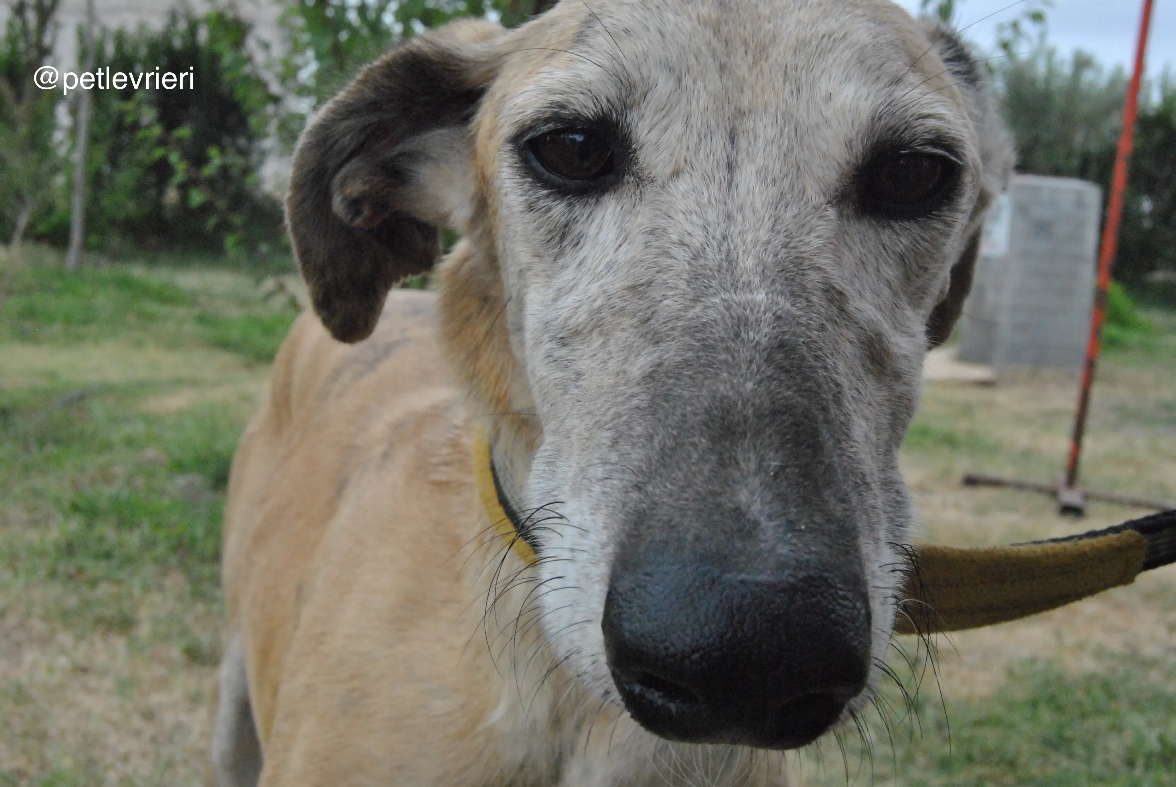 16 lambie adozione levrieri galgo