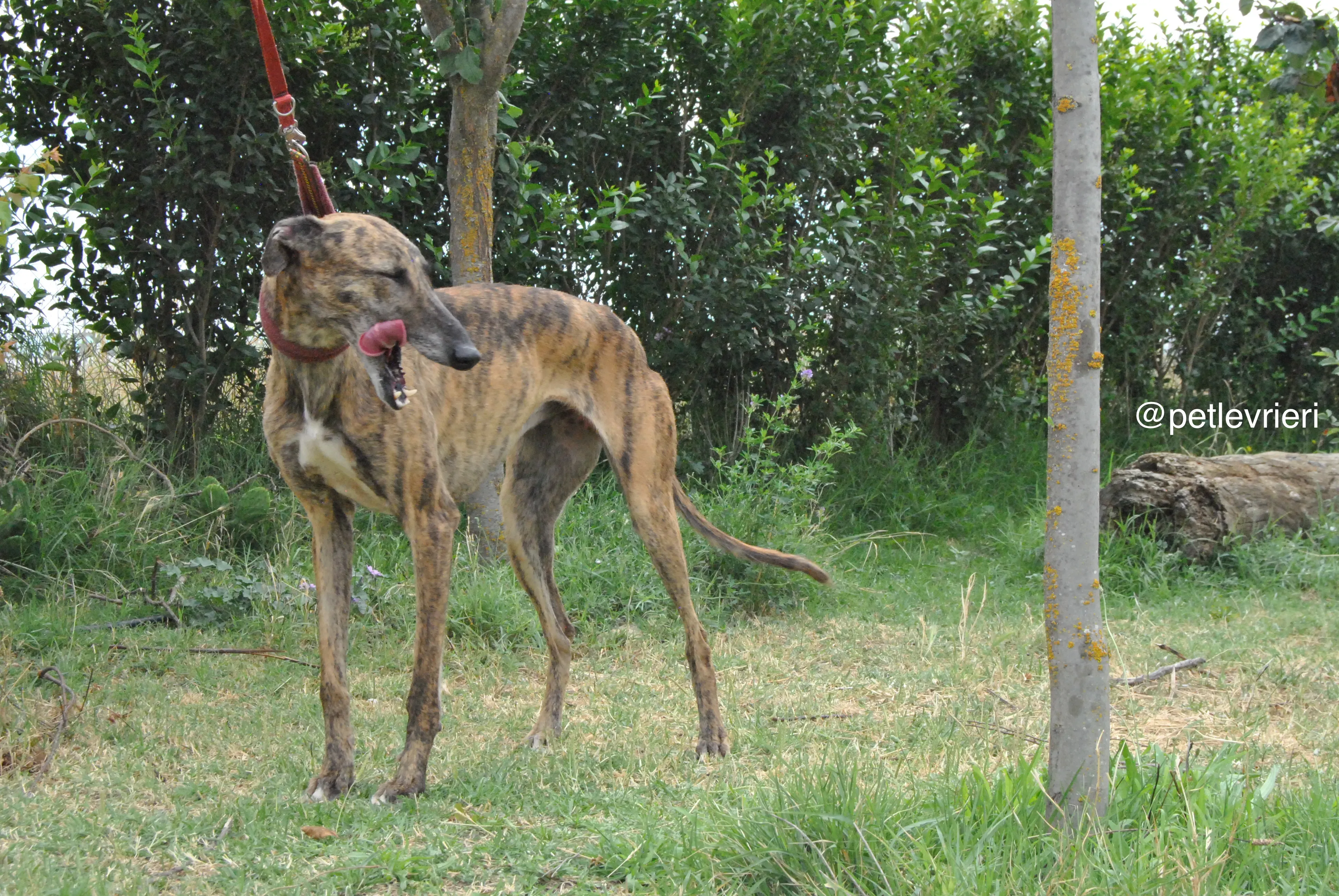 16 meribel adozione levrieri galgo