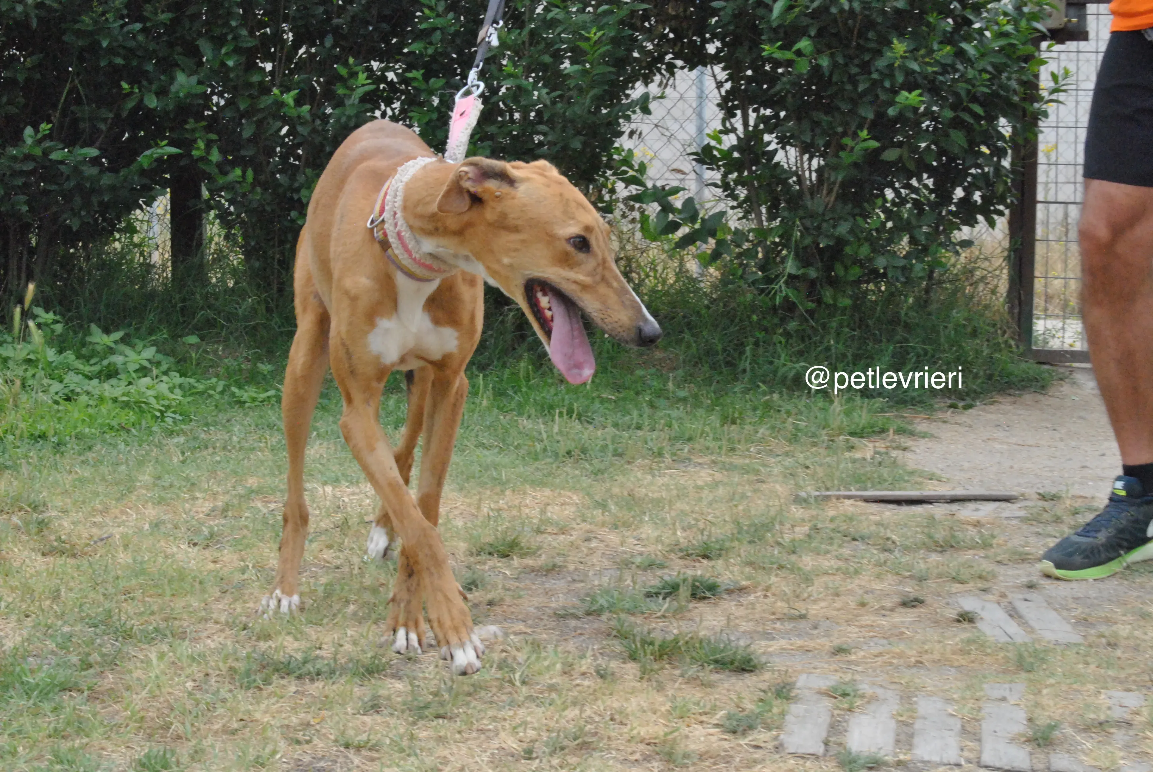 16 monica adozione levrieri galgo