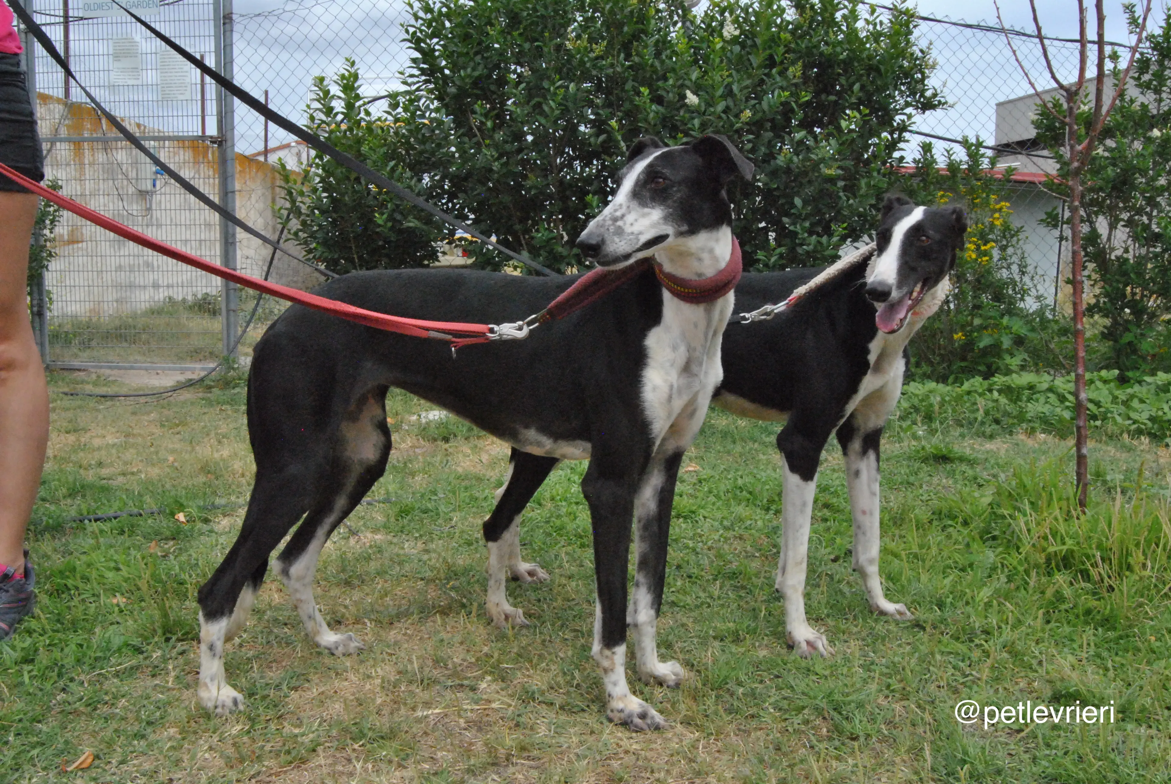16 olga katarina adozione levrieri galgo
