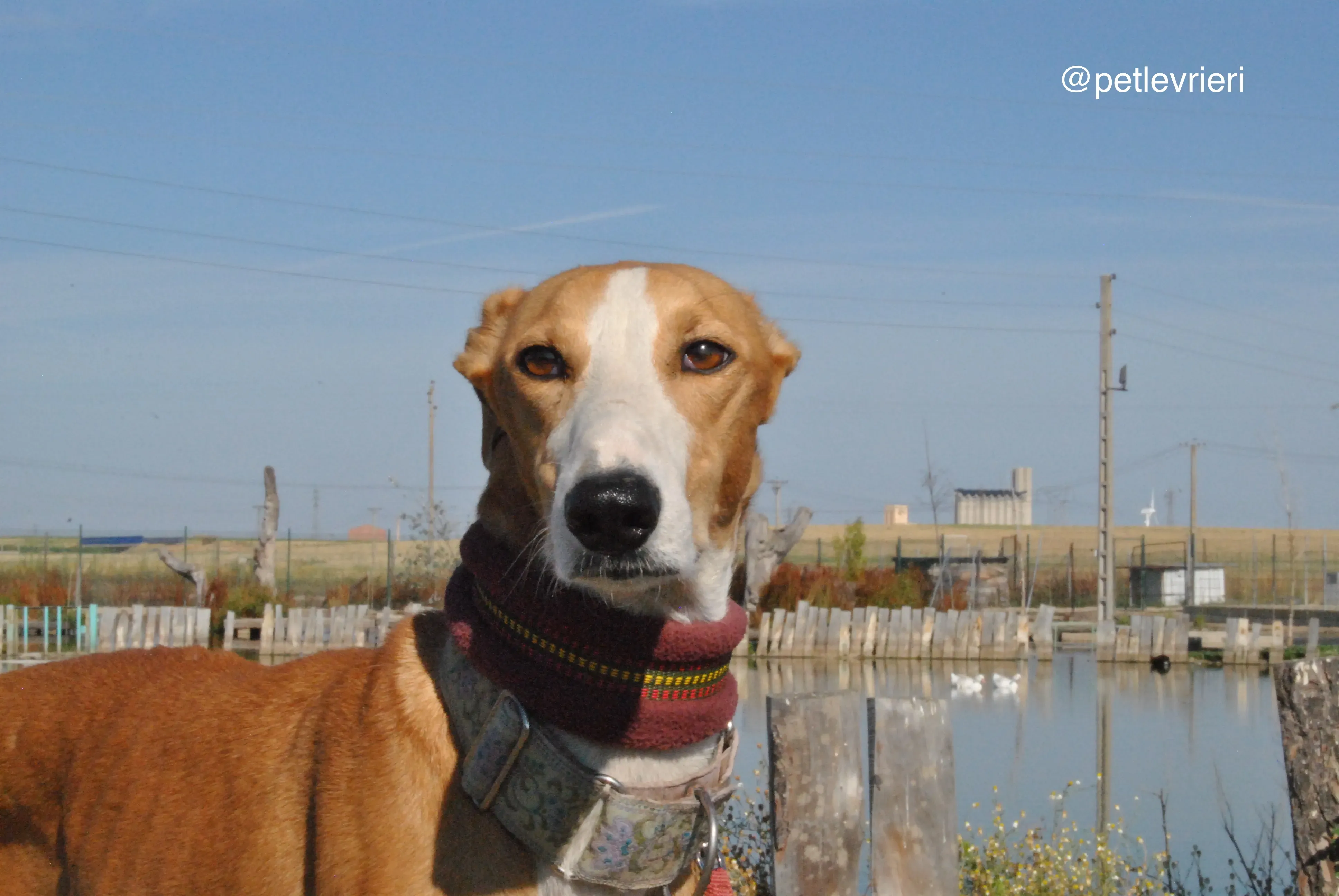 16 patas adozione levrieri galgo