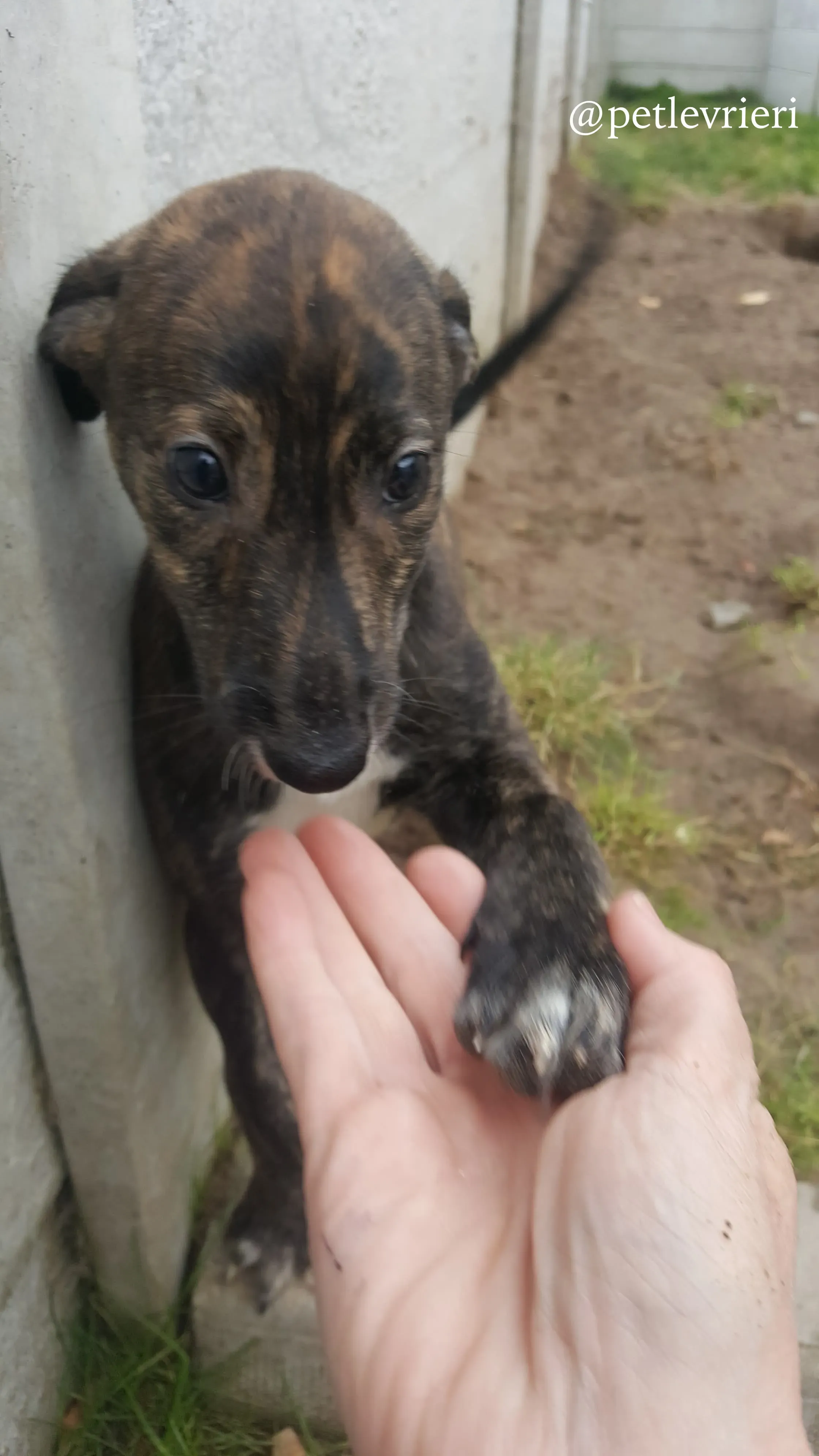 16 puppy adozione greyhound
