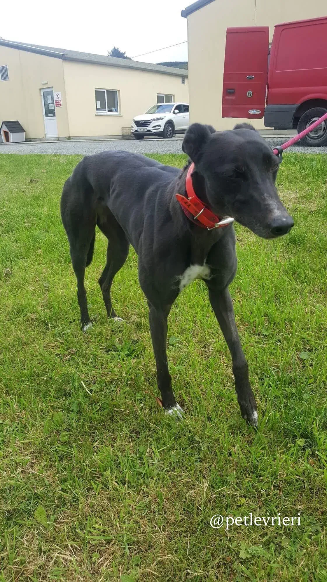 16 rosie adozione levrieri greyhound