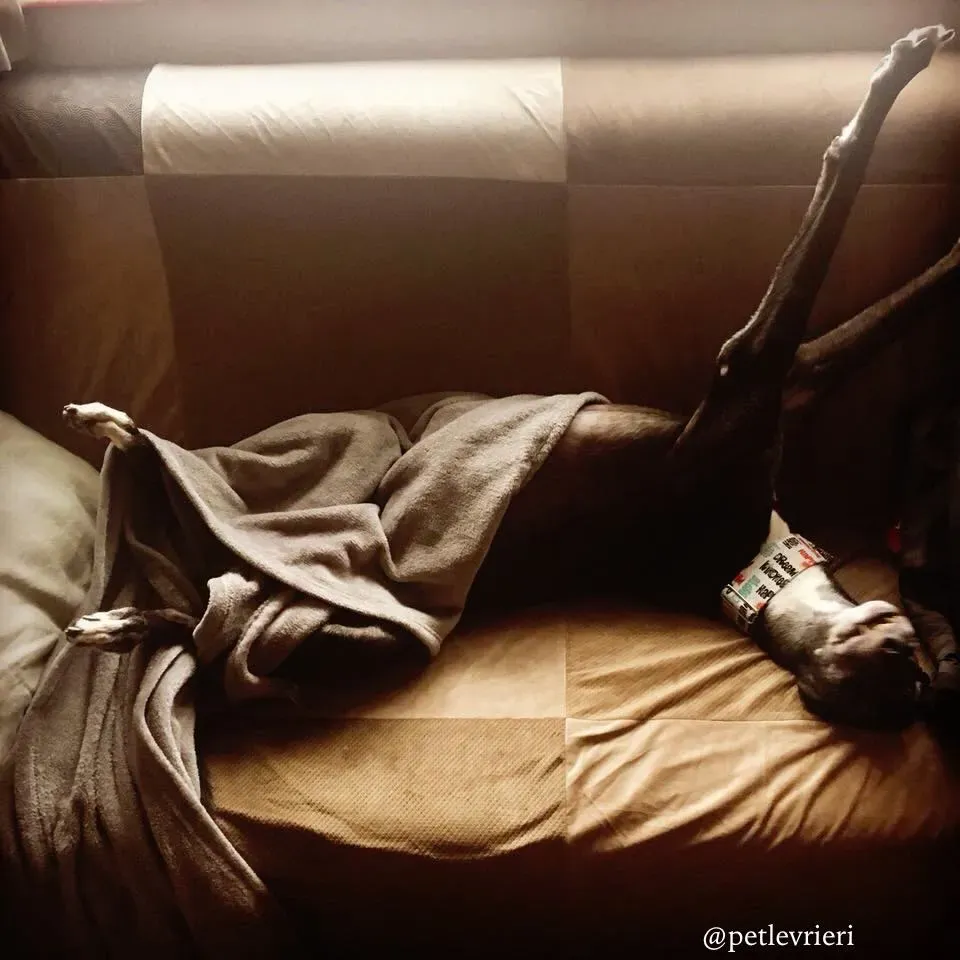 16 sparky adozione greyhound macao