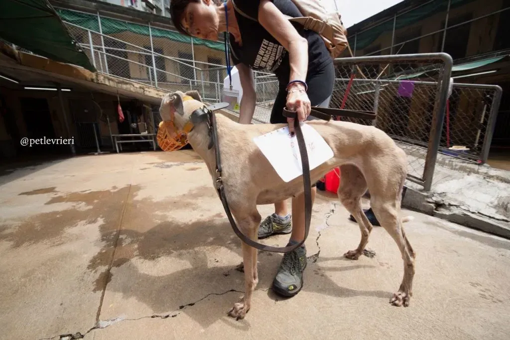 16 sure sure sweet adozione greyhound macao 1024x682