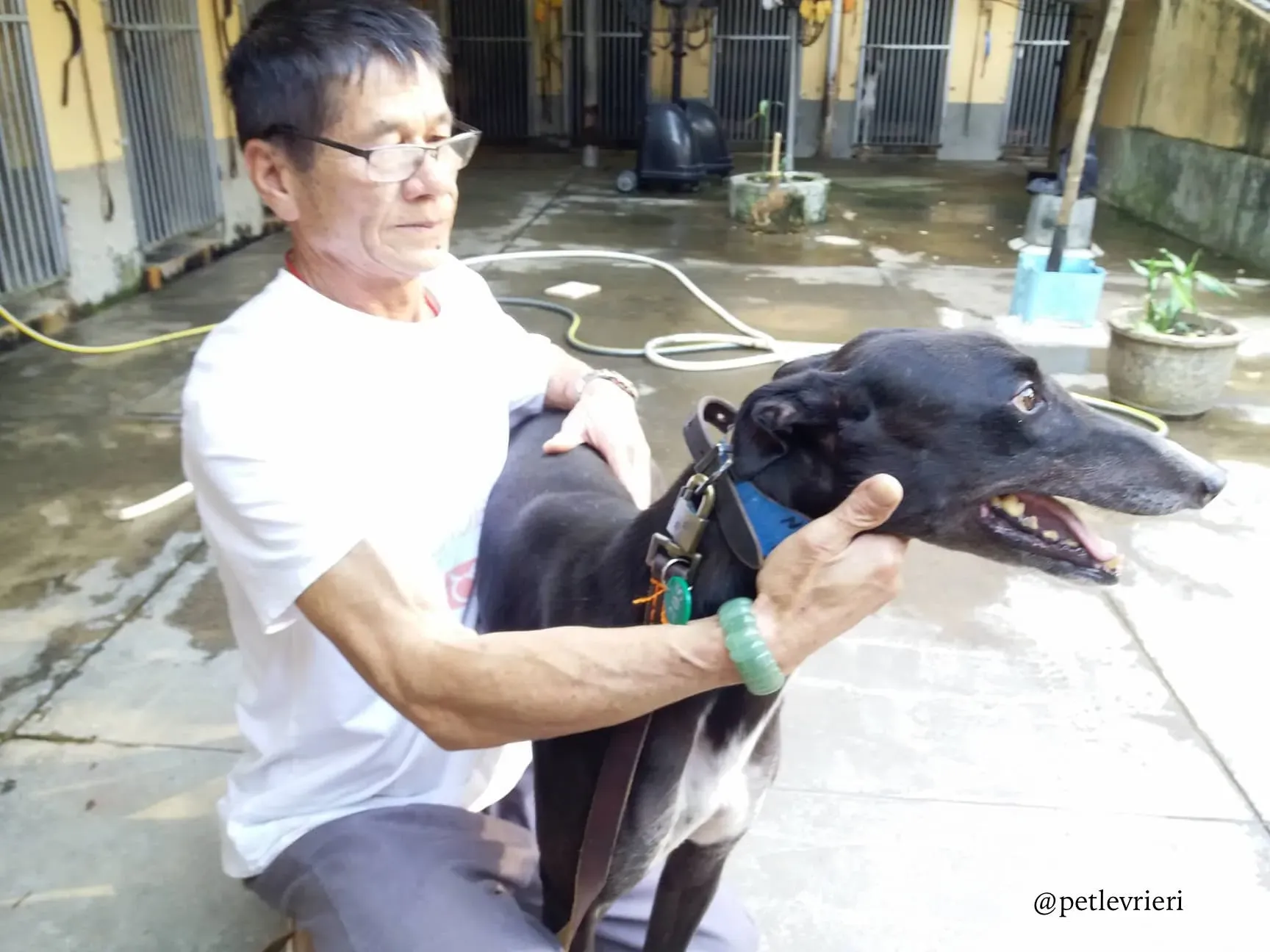 16 turramurra tom adozione greyhound macao