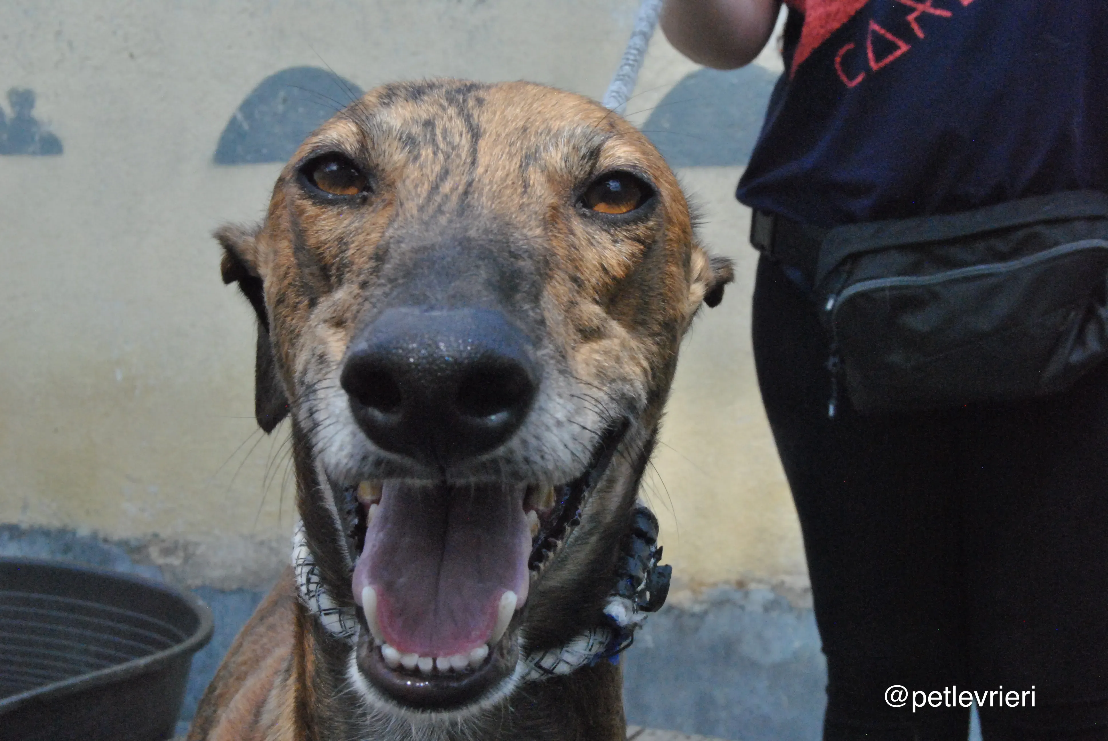 16 verdi adozione levrieri galgo