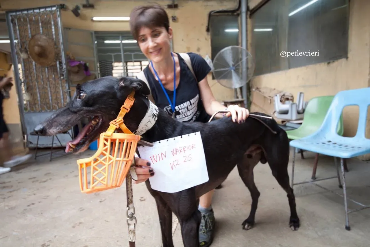 16 win warrior adozione greyhound macao