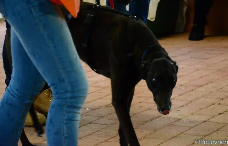 17016993 1291036980980154 8390601389195103201 o