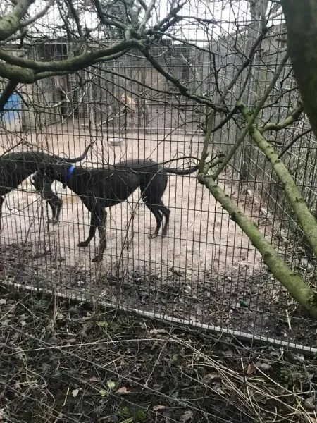 17022205 10210599220809251 3603026152937732195 n