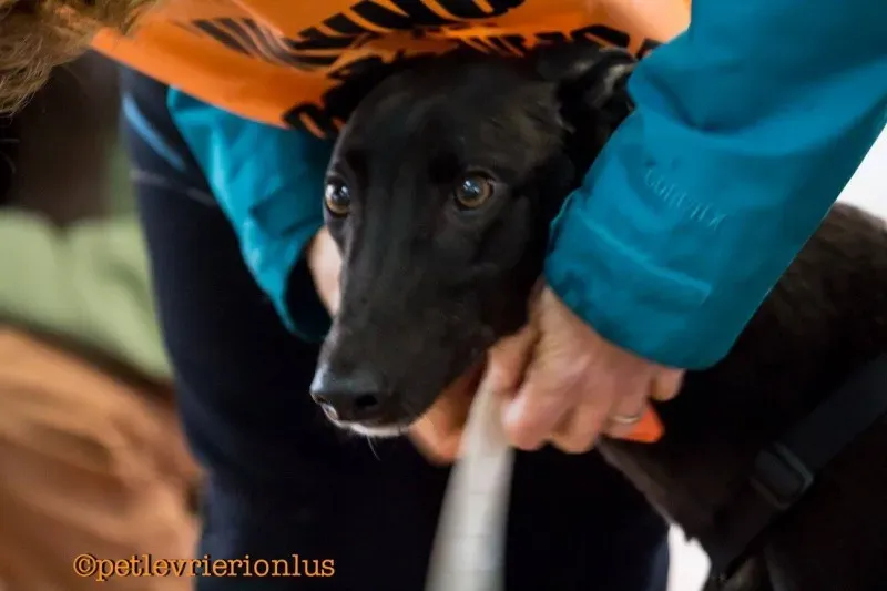 17097185 1291330494284136 4310103590412139016 o