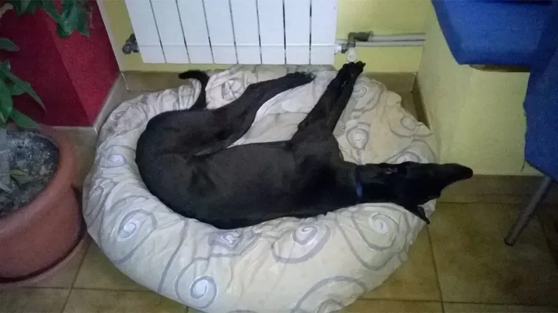 17097194 438290263178547 5866982710713672787 o