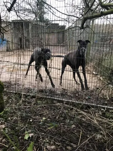 17098711 10210599223489318 3750406846299337922 n