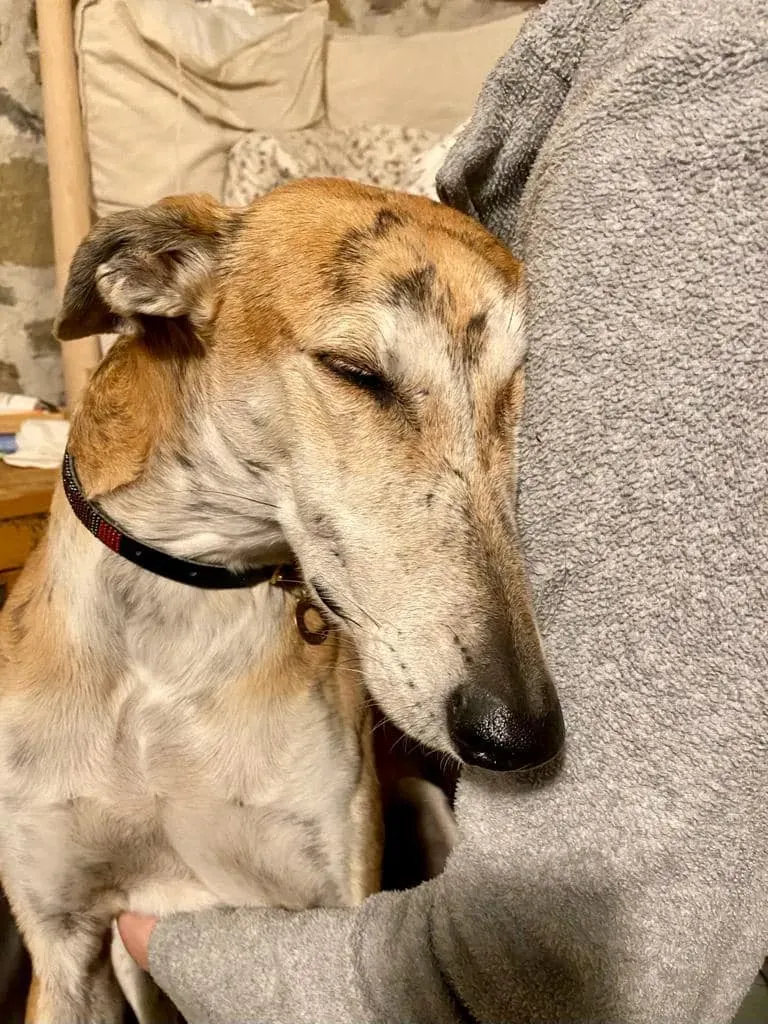 171016885 2907438589503625 1271515489642147787 n