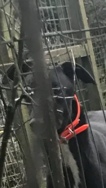 17103576 10210599220409241 2135938565960995643 n