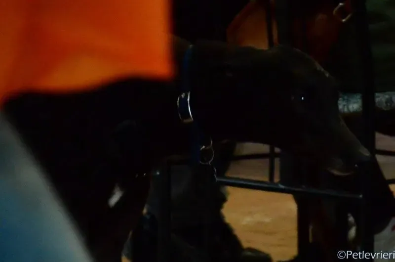 17157371 1291031400980712 5134690995223056676 o