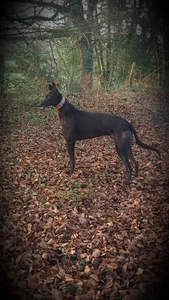 17193829 10210904436980502 1549876166 o