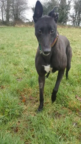 17195357 10210904494061929 1874208495 o