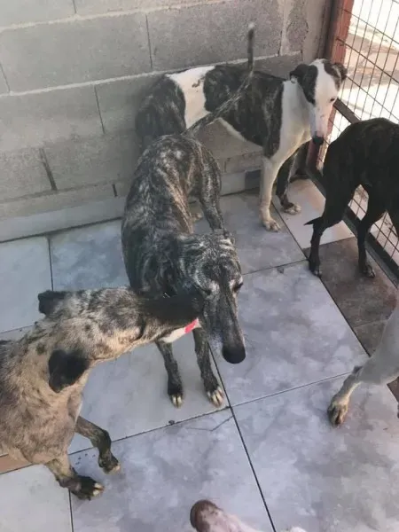 17201060 1295768943840291 8576164730278443463 n