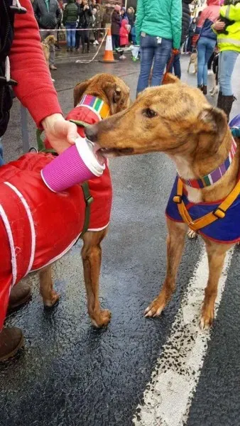 17264600 1303327816417737 8513506565594683295 n