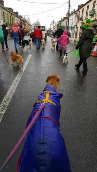 17264885 1303327823084403 3161719679547572089 n