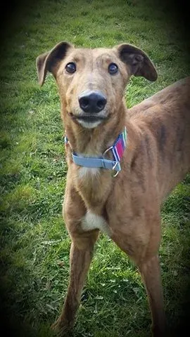 17274464 10210983782804098 1347565912 n