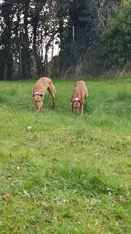 17321398 10210983792404338 154790393 n