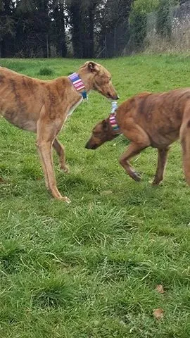 17352997 10210983792644344 566786564 n