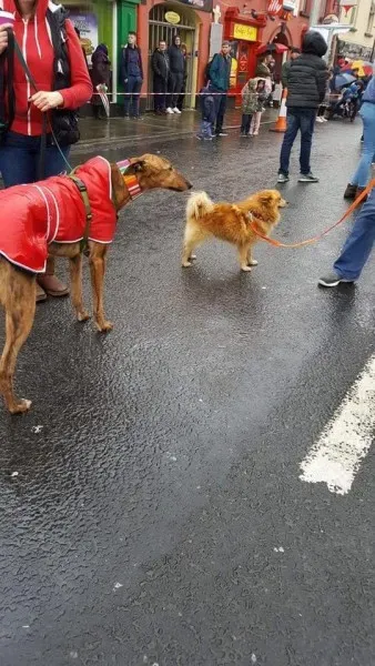 17361960 1303327819751070 3276288464146180861 n