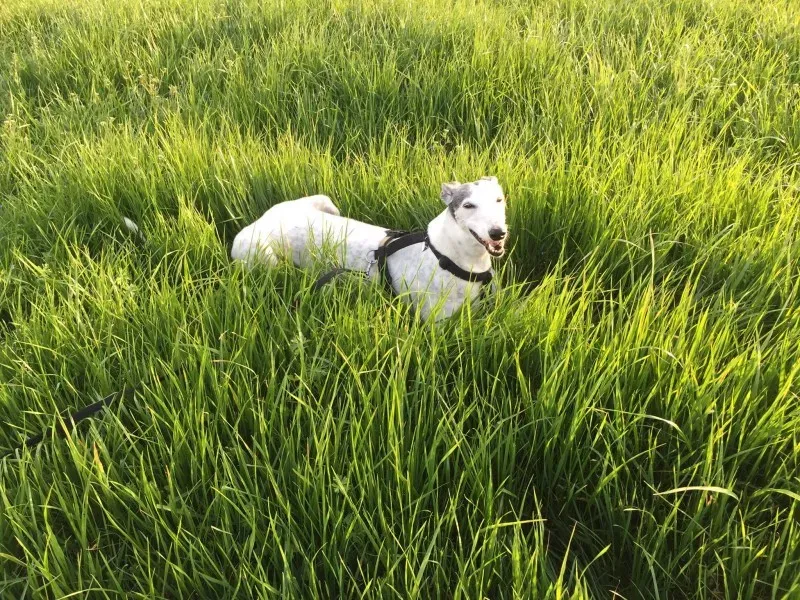 17434603 10211299929887029 4516662368243465067 o